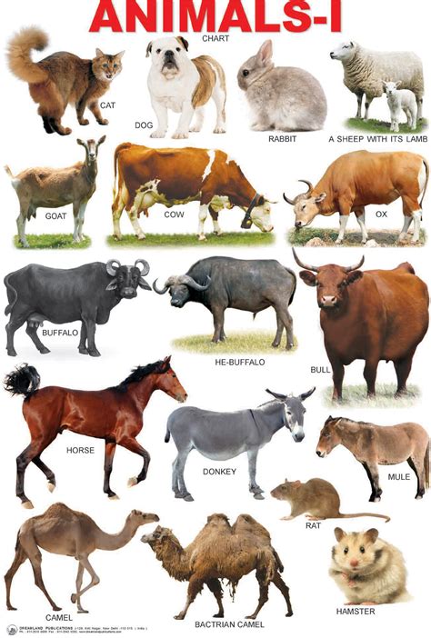Animals 1 Chart Online In India Buy At Best Price From