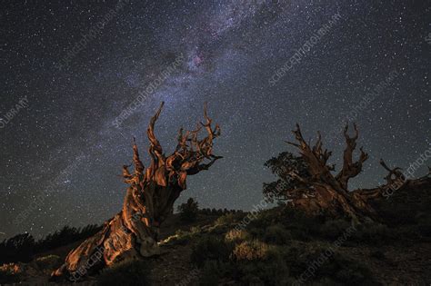 Milky Way And Bristlecone Pine Trees Stock Image C0405237