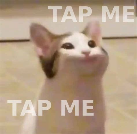 Pop Cat Meme Image 117926 Nyan Cat Pop Tart Cat Know Your