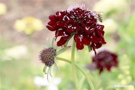 Scabiosa Plants Types And How To Plant And Grow Form Seeds Plantopedia