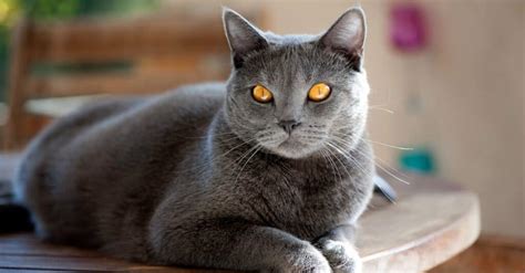 Chartreux Cat Breed Complete Guide A Z Animals