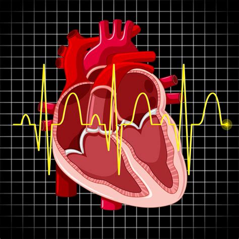 Human Heart And Graph Show Heartbeats 432012 Vector Art At