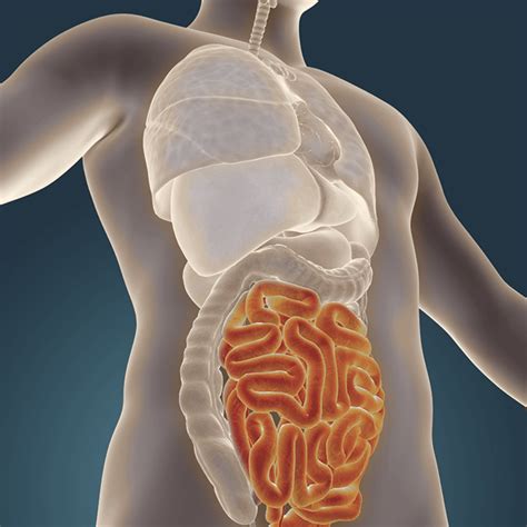 How The Condition Of Your Gut Is Key To Your Health And Wellbeing