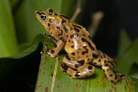 Panamanian Golden Frog Scaly Slimy Spectacular The Amphibian And