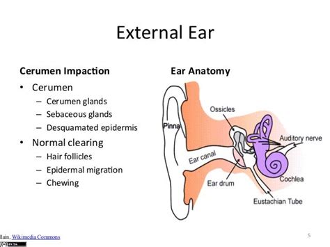 Gemc Ear And Sinus Emergencies Resident Training