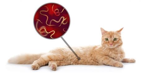 Top 10 Types Of Worms In Cats With Pictures