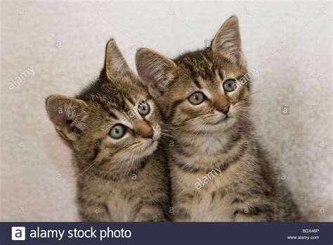 Two Young Tabby Kittens Stock Photo Alamy