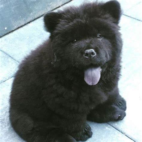 Chow Chow Puppy The Must Read Guide Before You Buy Chow Chow Community