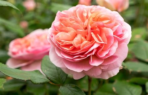 Why You Should Combine Roses With Other Plants Better Homes And Gardens