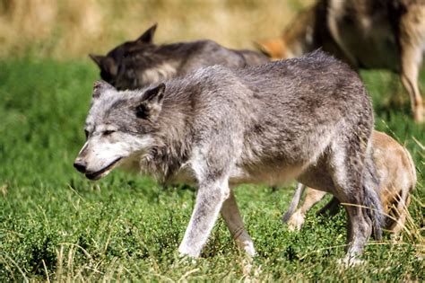 Remarkably Interesting Facts About Wolves Youd Love To