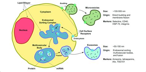 Extracellular Vesicle Release Structure And Composition
