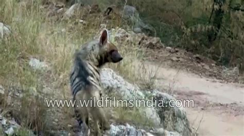 धारीदार हाइना Striped Hyena धारीदार लकड़बग्घा अकेले या परिवार में 2