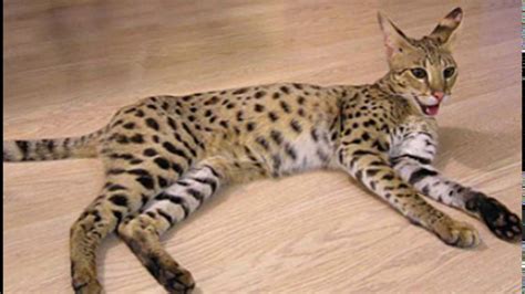 What Is The Worlds Largest Domestic Cat