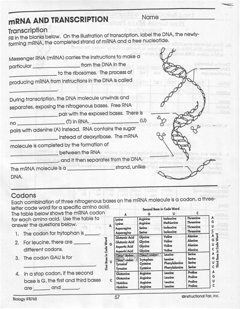 Transcription and translation coloring worksheet answer … : Transcription And Translation Practice Worksheet
