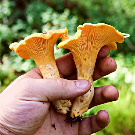 Chanterelles Mushroom Appreciation
