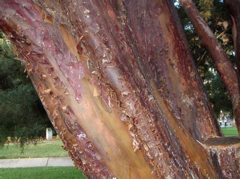 Trees With Peeling Bark California Kathline Ludwig