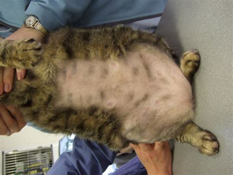 Over Groomed Belly On A Cat Because Of Allergies Cats Skin Issues Hamster