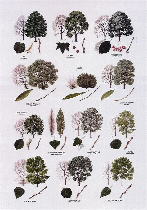 Gallery For Poplar Tree Identification