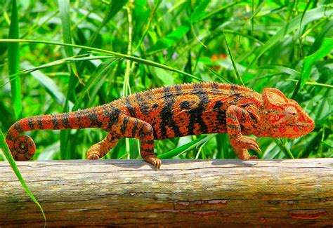 The Oustalets Or Malagasy Giant Chameleon Animais Camaleão Repteis