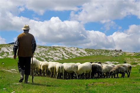 17,743 flock of sheep premium high res photos. Are There Still Shepherds Today? | Wonderopolis