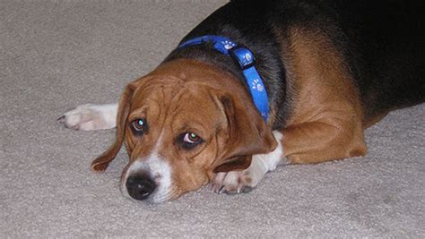 If you are wondering, can dogs get hiccups? Dog Throwing Up White Foam: Don't Panic! | DG Pet Center ...