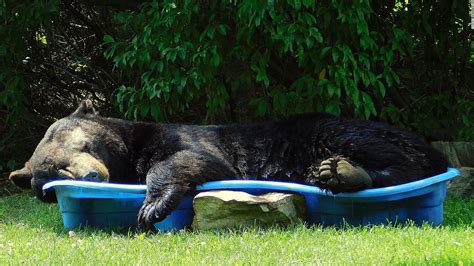 Huge Black Bear Spotted Relaxing In A Pool Is One Big Summer Mood Cnn