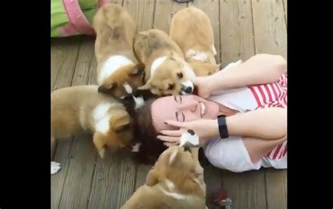 covered in puppies video girl gets covered in corgi puppies her reaction i can t stop smiling