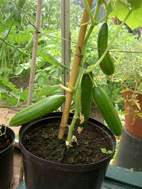 How To Grow Cucumbers From Seeds In Pots How To Grow Cucumbers From Seed Plant Your Cukes In