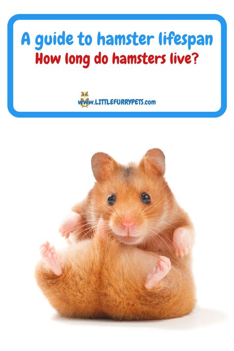 How To Help Your Hamster Live Longer Hamster Live Hamster Marketing