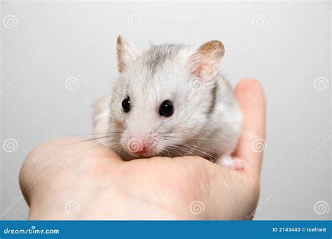 Hamster In Hand Stock Photo Image Of Careful Hand Domestic 2143440