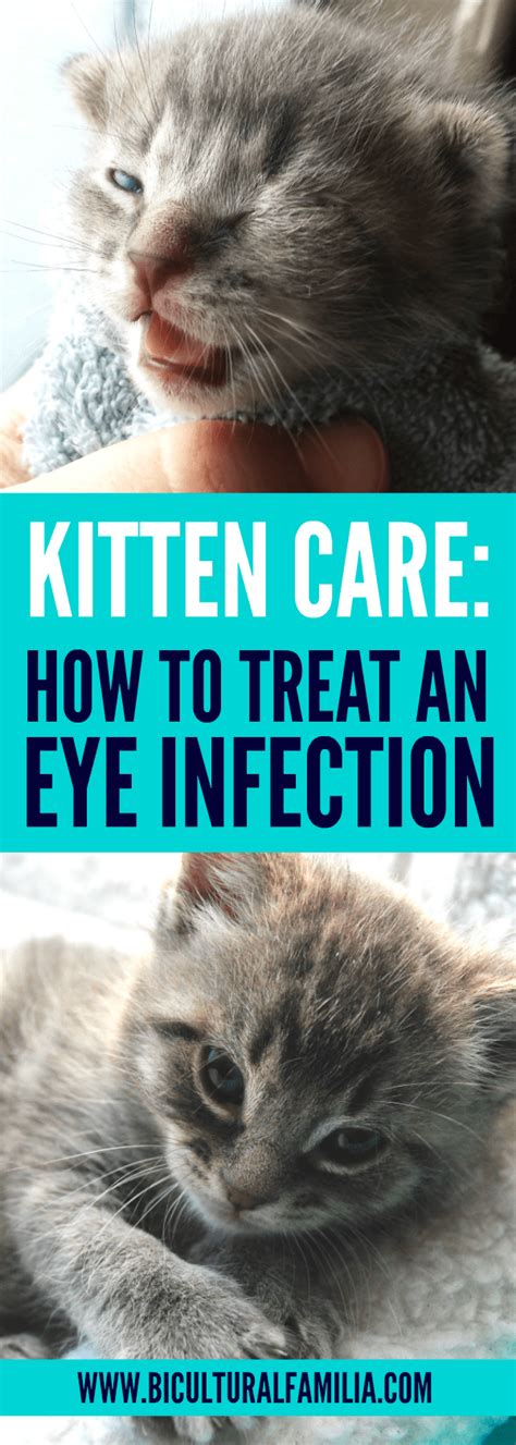 How To Treat An Eye Infection In A Kitten Bicultural Familia Kitten