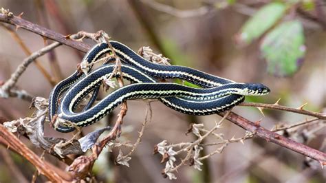 If they can catch them, they'll also feast on. Incredibly Useful Tips to Identify a Garter (Garden) Snake