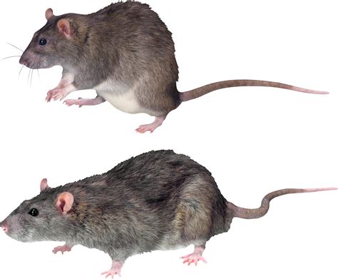 Mouse Rat Png Image Transparent Image Download Size 2135x1765px