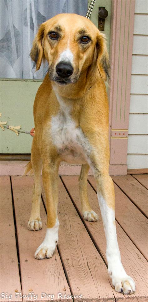 Ollie The Saluki Big Fluffy Dog Rescue