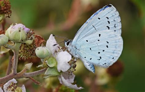 Holly Blue Alners Gorse Dorset Butterflies