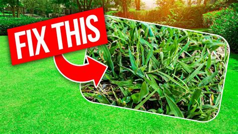 4 Best Crabgrass Control Strategies From A Lawn Pro Youtube