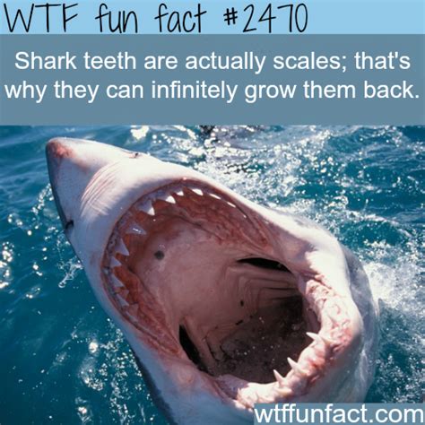 With such a wide variety of species to choose from, you can find any number of interesting traits and adaptations. Shark teeth are actually scales - WTF fun facts. Got to ...