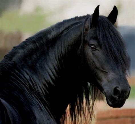 Le Frison La Tête Dun Frison Races De Chevaux Chevaux Noirs