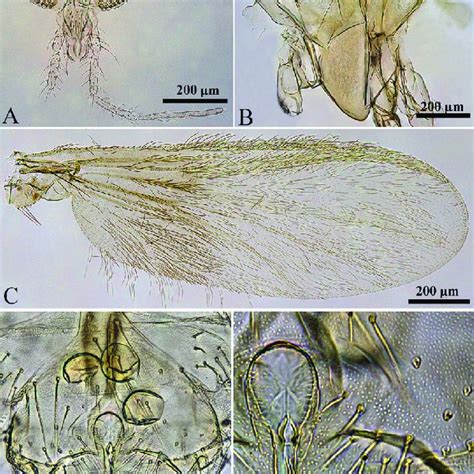 Denopelopia Amicitia Female A − Head Dorsal View B − Thorax