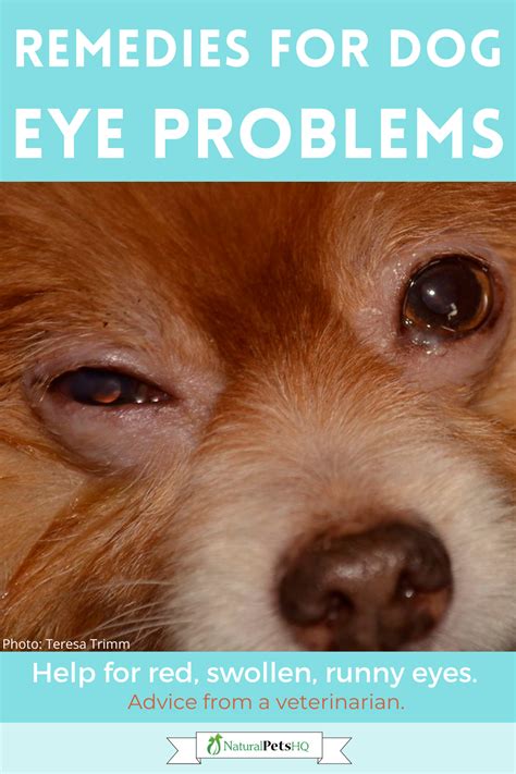 How To Help A Dog Eye Infection At Home Rusty Runyon