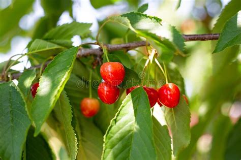 Branch With Ripe Red Juicy Cherries Cherry Orchard Harvest Stock