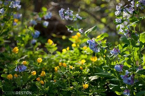 The Wild And Wonderful Virginia Bluebells At Riverbend Park