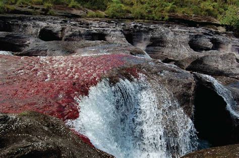 Caño Cristales Tours All Inclusive The Colombian Way