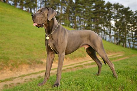 At What Age Is A Great Dane Full Grown