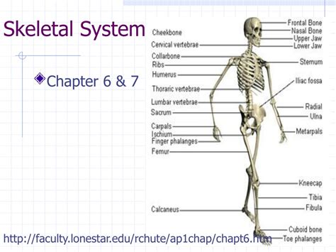 Ppt Skeletal System Powerpoint Presentation Free Download Id9461791