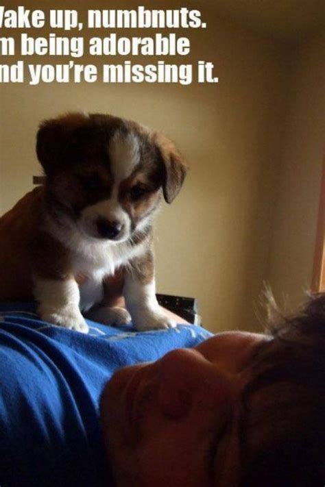 Wake Up Daddy Funny Animal Pictures Funny Dog Pictures