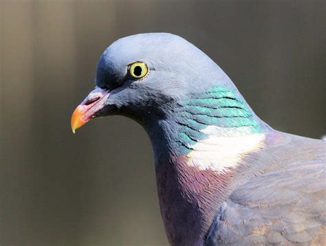 The Birds Of Kent Wood Pigeon