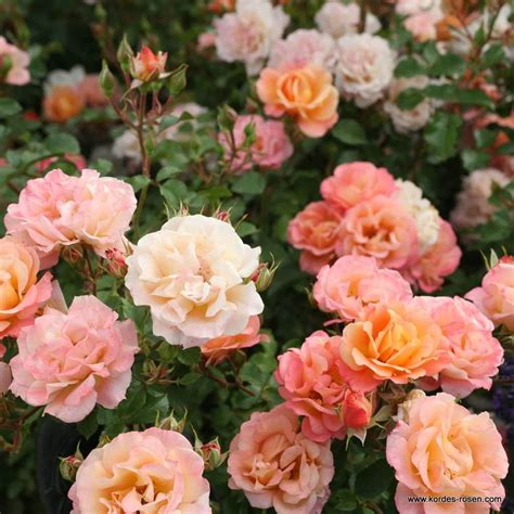 Rose Cubana Bush Form Hello Hello Plants And Garden Supplies