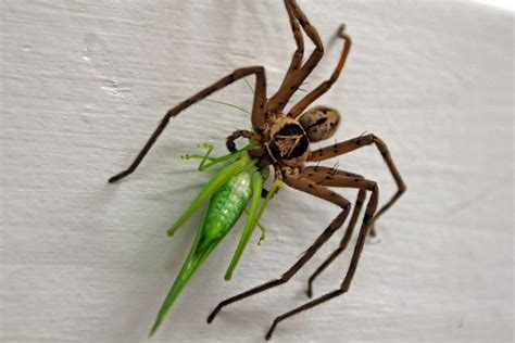 It is critical to let a medical professional assess the victim and treat this kind of spider bite. Cane Facts, Size, Identification, & Pictures