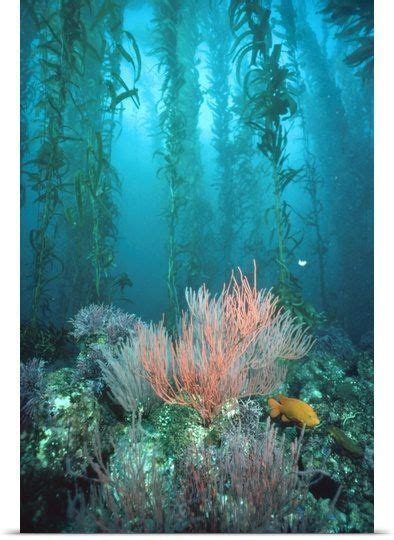 Giant Kelp Forest Garibaldi Channel Islands National Park Ca Photo